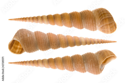 Photo three beautiful turitella (tower screw) shells isolated
