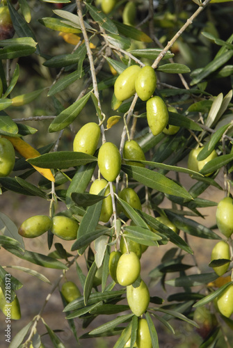 Olives vertes sur branche
