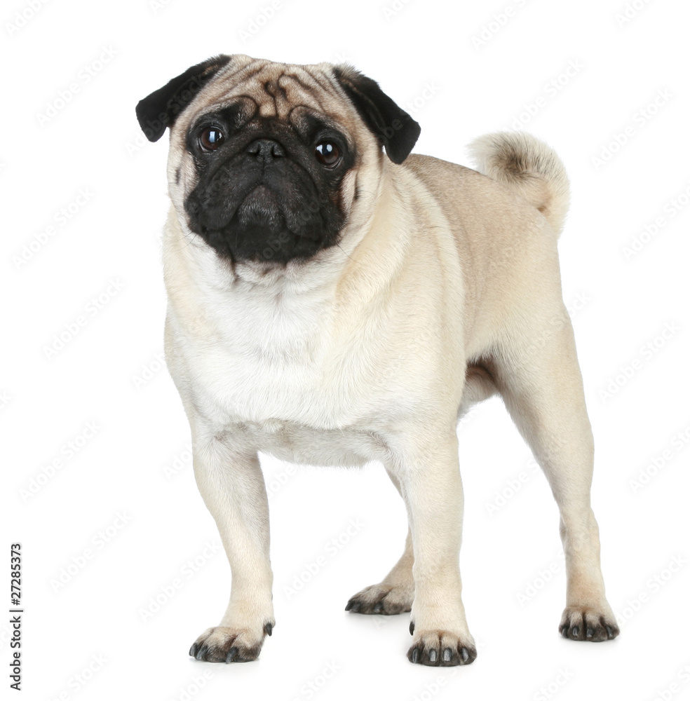 Funny pug puppy on a white background