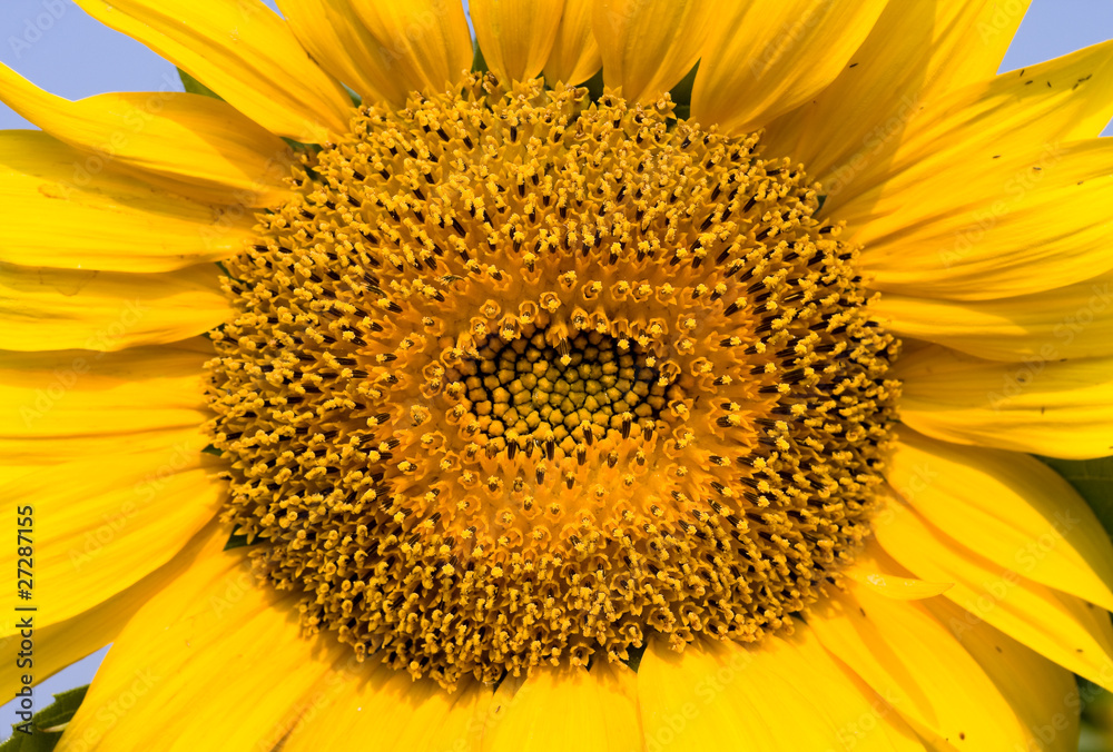 Naklejka premium Close-up of sunflower against a blue sky