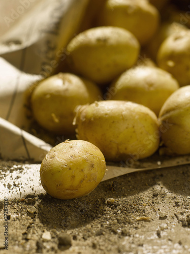 Fototapeta Naklejka Na Ścianę i Meble -  Pommes de terre de l'île de Ré