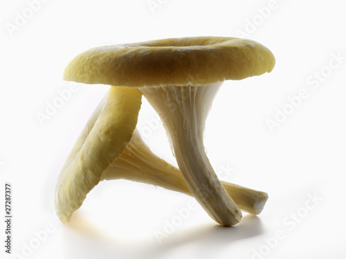 Fototapeta Naklejka Na Ścianę i Meble -  Pleurote jaune