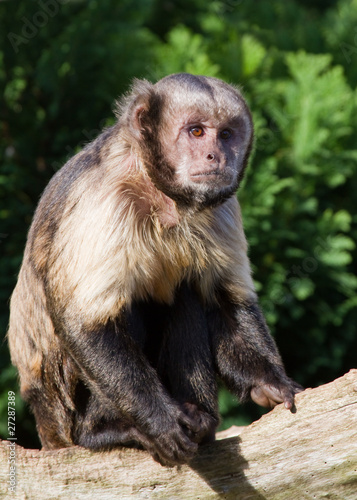 Capuchin Monkey © chris2766