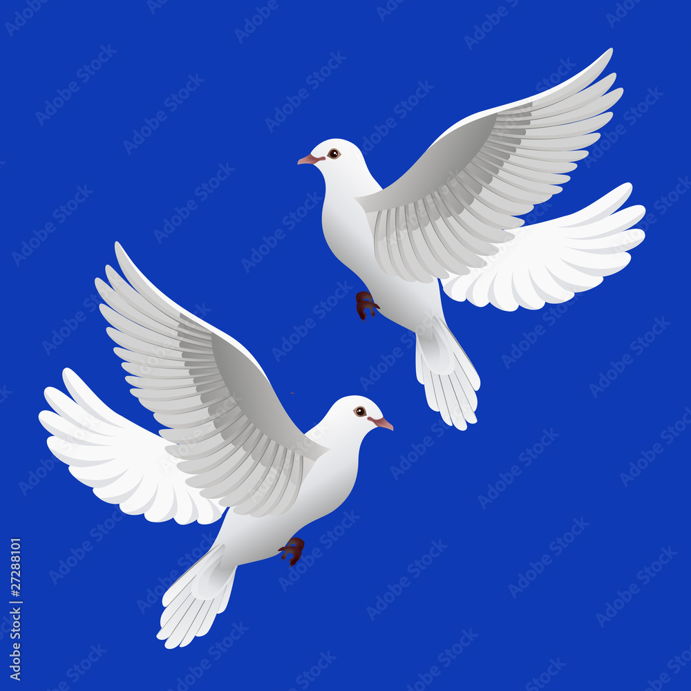 pigeon pigeon