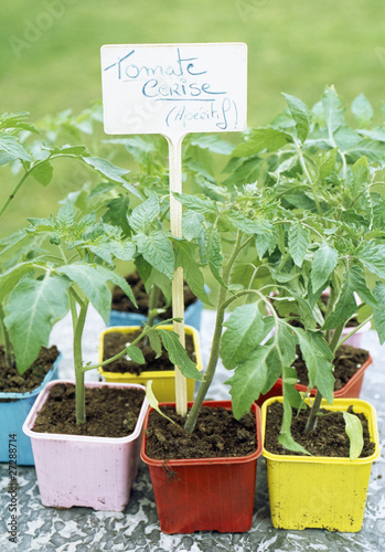 Fototapeta Naklejka Na Ścianę i Meble -  Pieds de tomates cerises 