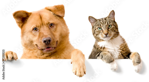 Dog and Cat above white banner