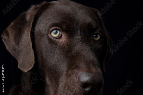 Chocolate labrador dog portrait