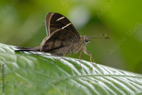 Potrillo skipper - (Cabares potrillo) photo