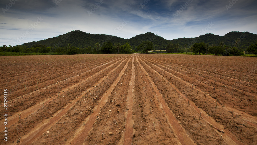 Cassavo field