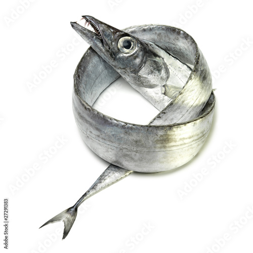 Fototapeta Naklejka Na Ścianę i Meble -  Poisson sabre détourable