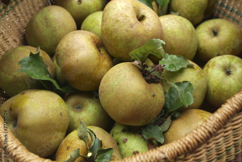 Panier de pommes reinette clochard