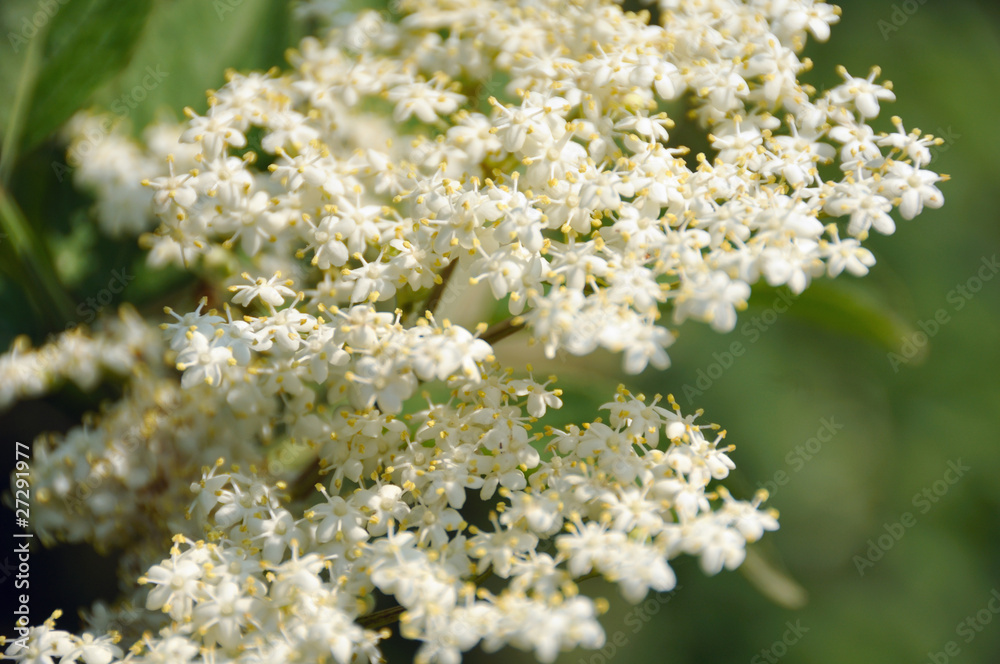 Fleurs de sureau
