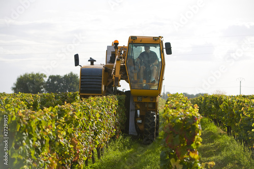 фотографія Vendanges en vignoble côtes de Bourg