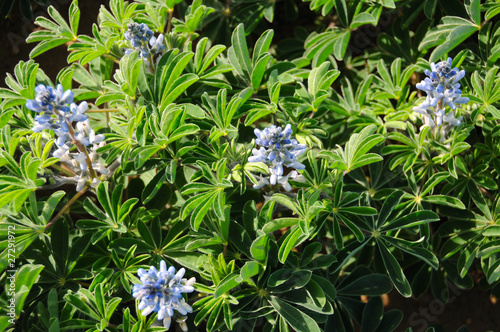 Fototapeta Naklejka Na Ścianę i Meble -  Lupins