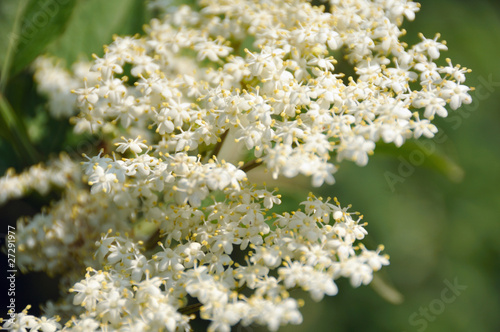 Fototapeta Naklejka Na Ścianę i Meble -  Fleurs de sureau