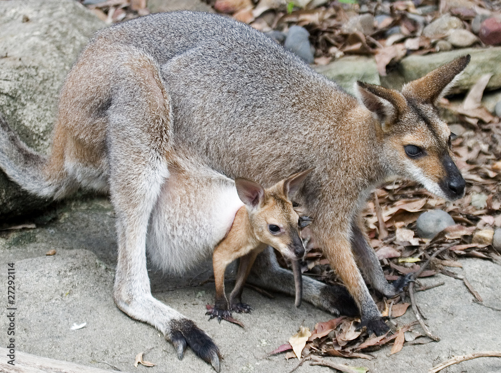 Fototapeta premium kangaroo