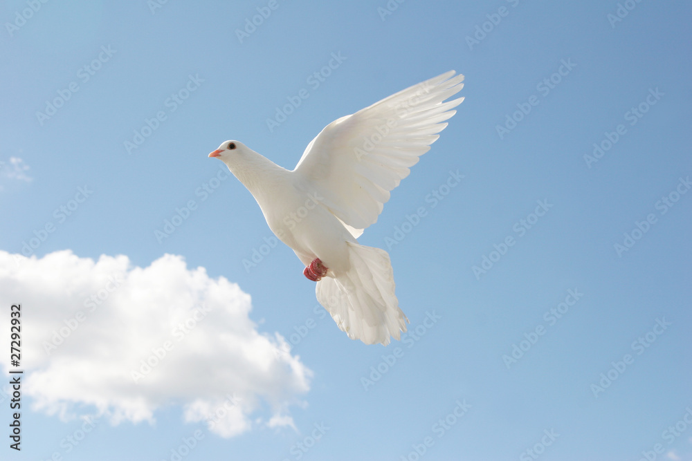 White dove in flight White dove in flight