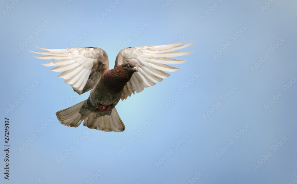 Fototapeta premium Beautiful pigeon in flight