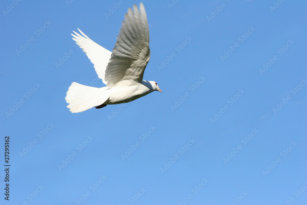 White dove in flight