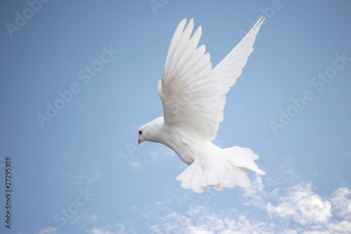 Leinwand Poster Beautiful white dove in flight