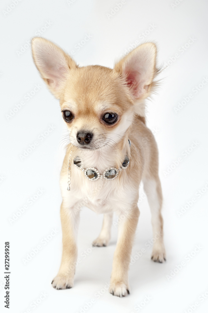 beautiful chihuahua puppy with necklace