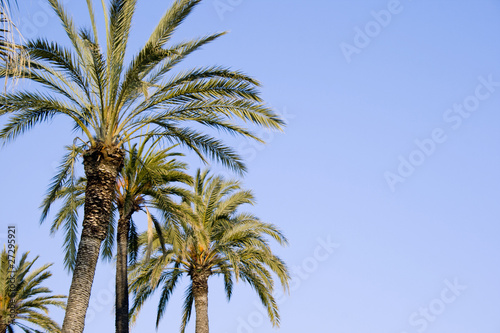 Palm fronds against a blue sky