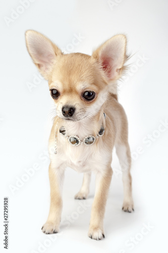 beautiful chihuahua puppy with necklace © niknikp