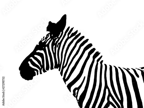 zebra sagoma