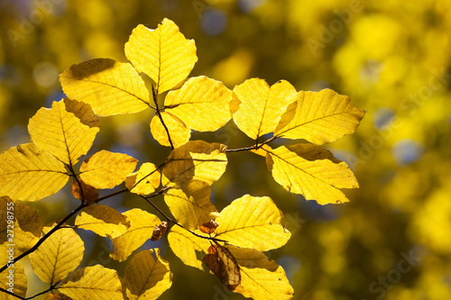 Close up of yellow leaves on a tree