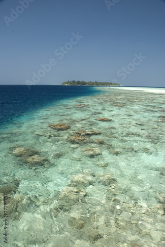 Reef