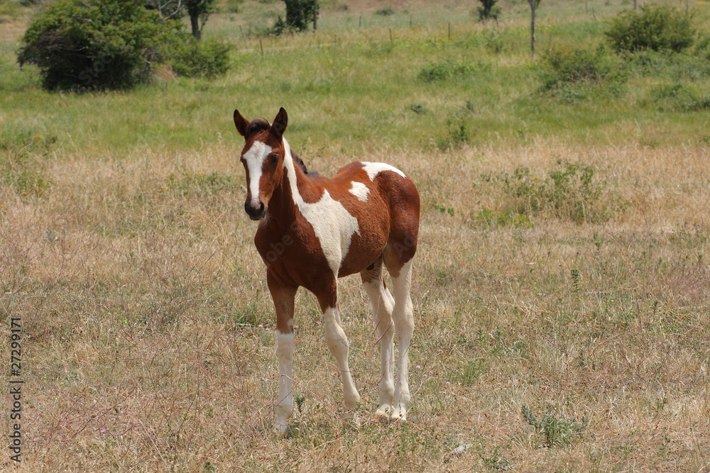 Fototapeta premium poulain pie