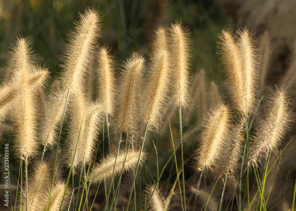 grass grass