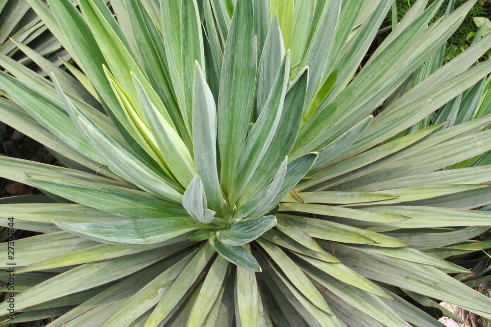Fototapeta premium ornamental shrub