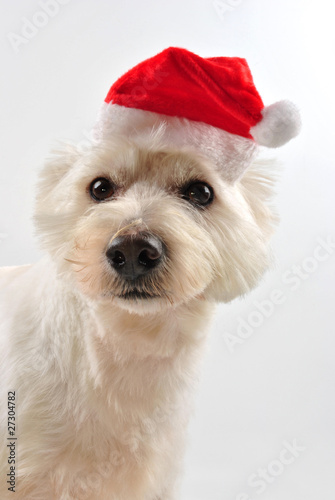 West Highland Terrier mit Weihnachtsmütze