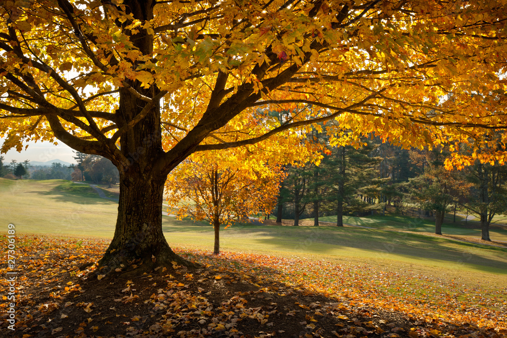 Golden Fall Foliage Autumn Yellow Maple Tree on golf course Golden Fall Foliage Autumn Yellow Maple Tree on golf course