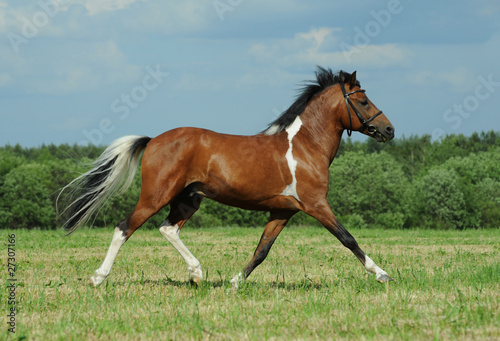The skewbald pony runs in the field