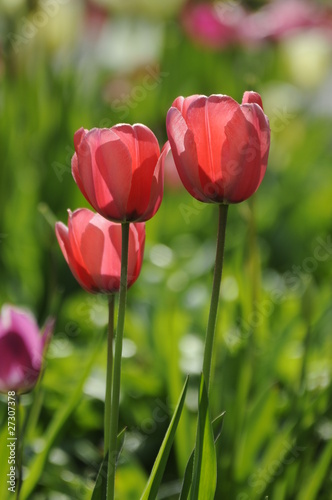 Tulpen