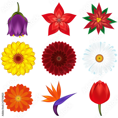 Fototapeta Naklejka Na Ścianę i Meble -  Collection of popular and exotic flowers - vector illustration.