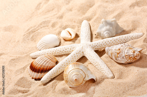 shells on the beach