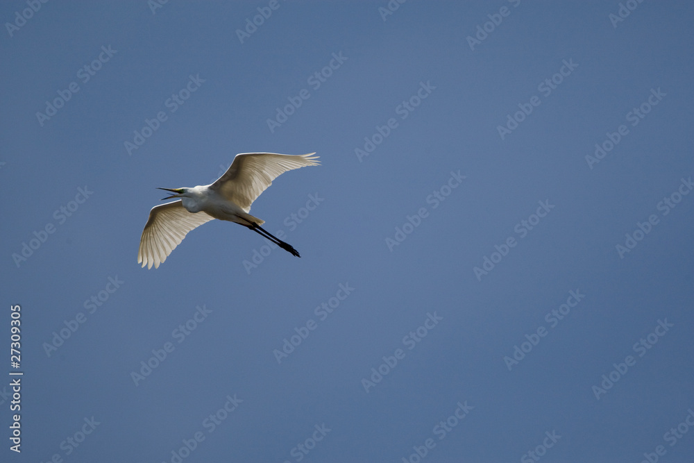 Egret Egret