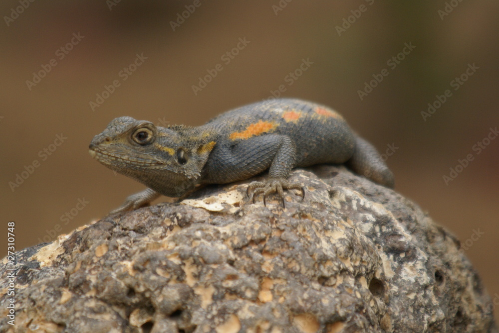 Obraz premium La Somone Lizard