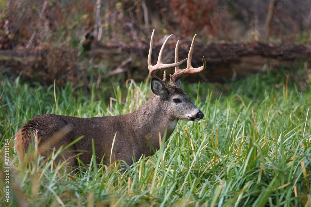 Obraz premium White-tailed Deer Buck