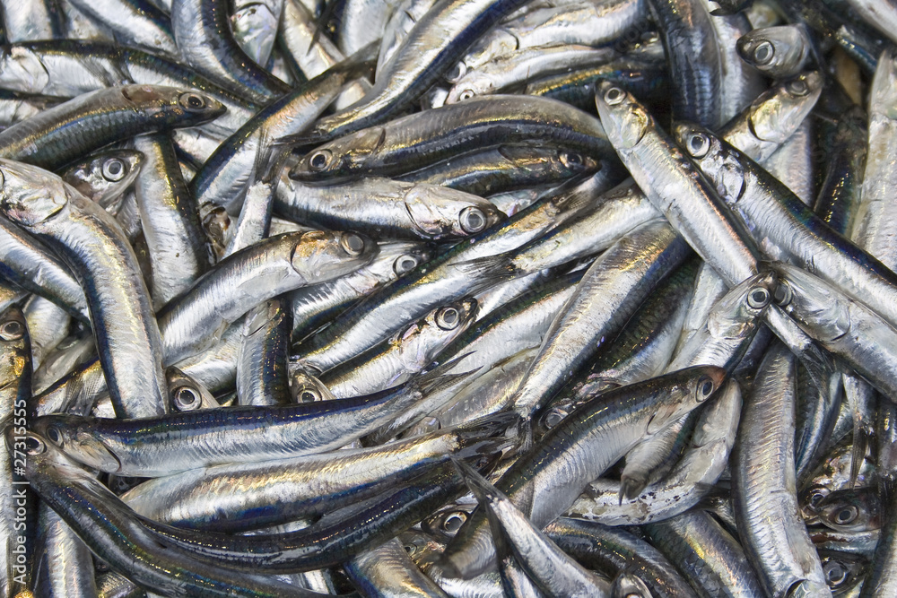 Fresh organic Anchovy Fish at the fish market Fresh organic Anchovy Fish at the fish market