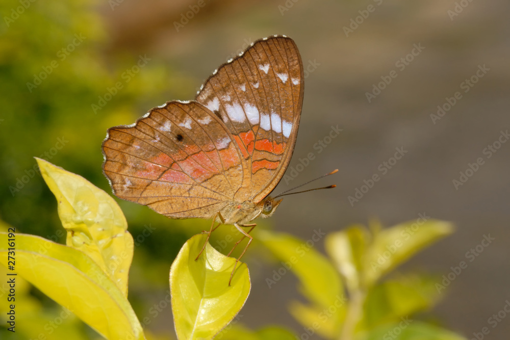 Obraz premium Anartia amathea