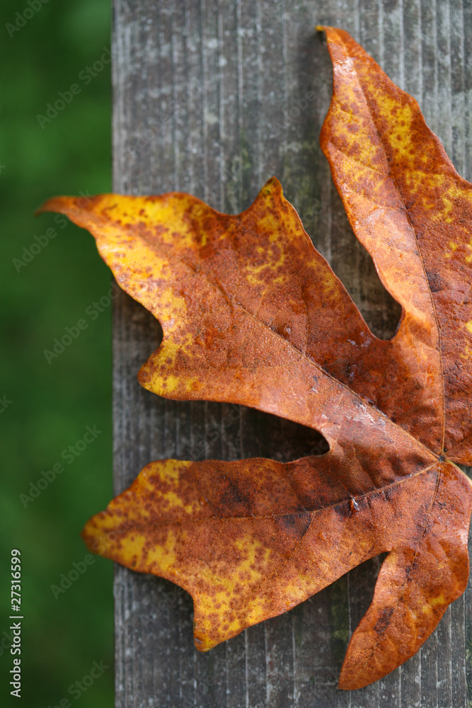 Fototapeta premium Autumn Leaf on Wood