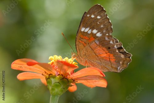 Anartia amathea