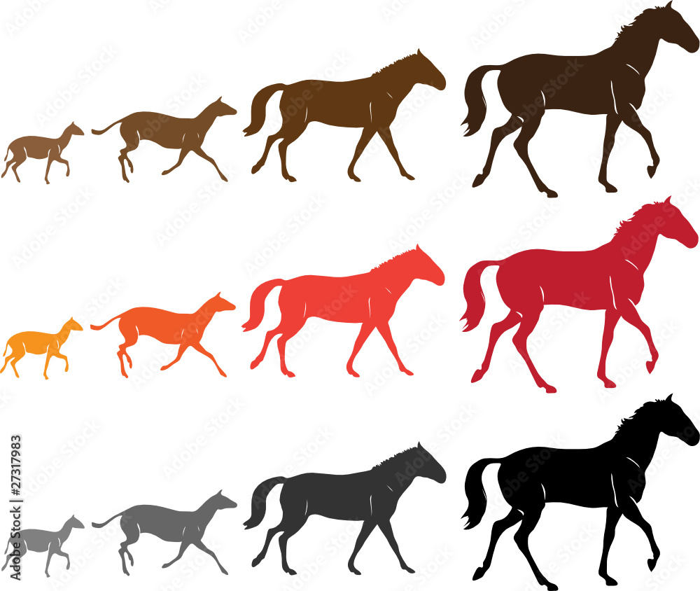 The Evolution Of Horses