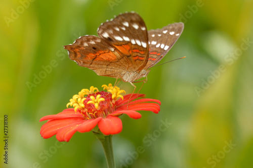 Anartia amathea