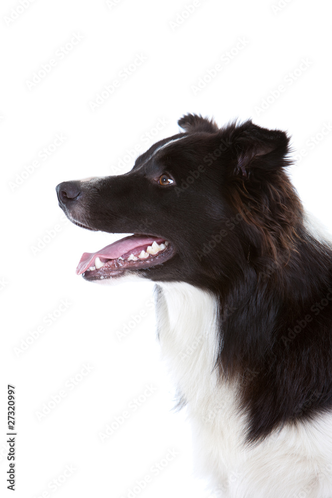 Beautiful bordercollie