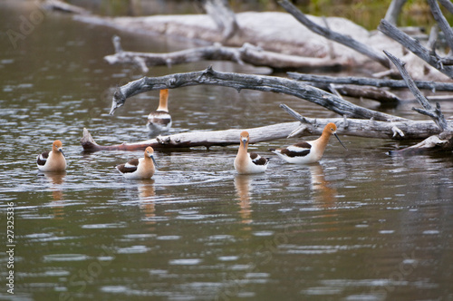 recurvirostra americana - avocetta americana photo